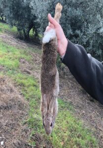 CONEJO DE MONTE AUTOCTONO (1)