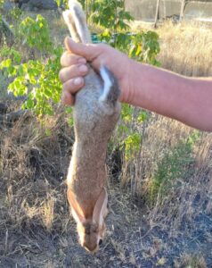 CONEJO DE MONTE AUTOCTONO (11)