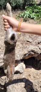 CONEJO DE MONTE AUTOCTONO (12)