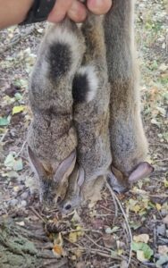 CONEJO DE MONTE AUTOCTONO (2)